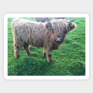 Scottish Highland Cattle Calf 2107 Sticker